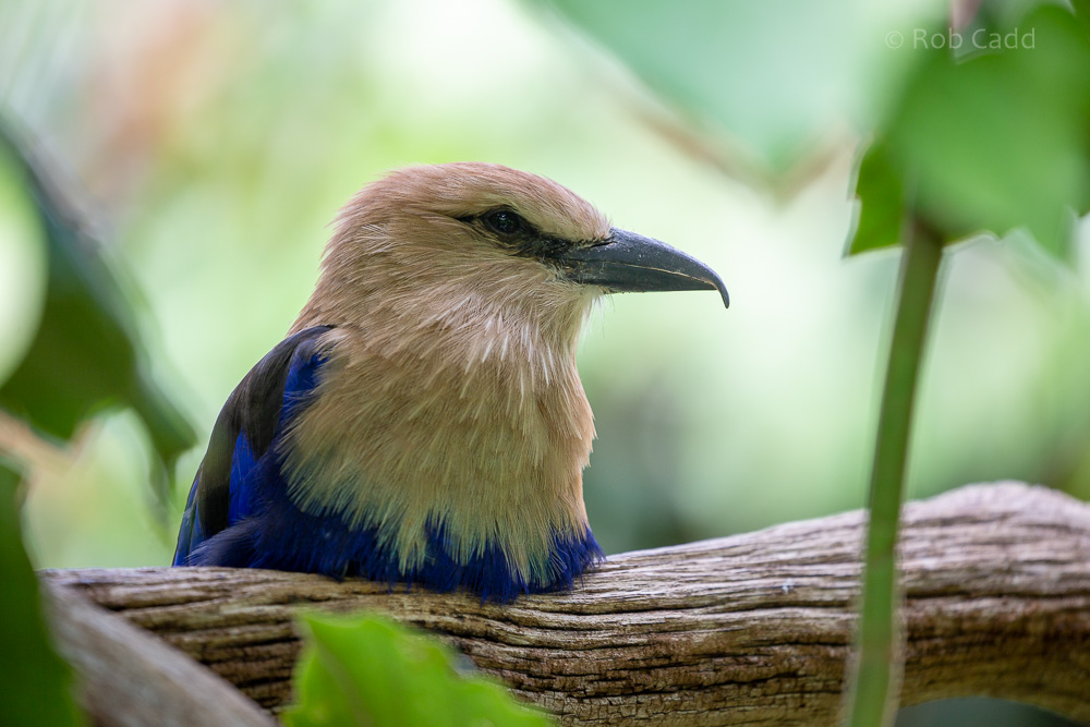 Blue-bellied roller: Cotswold WP : 12 Jul 2019