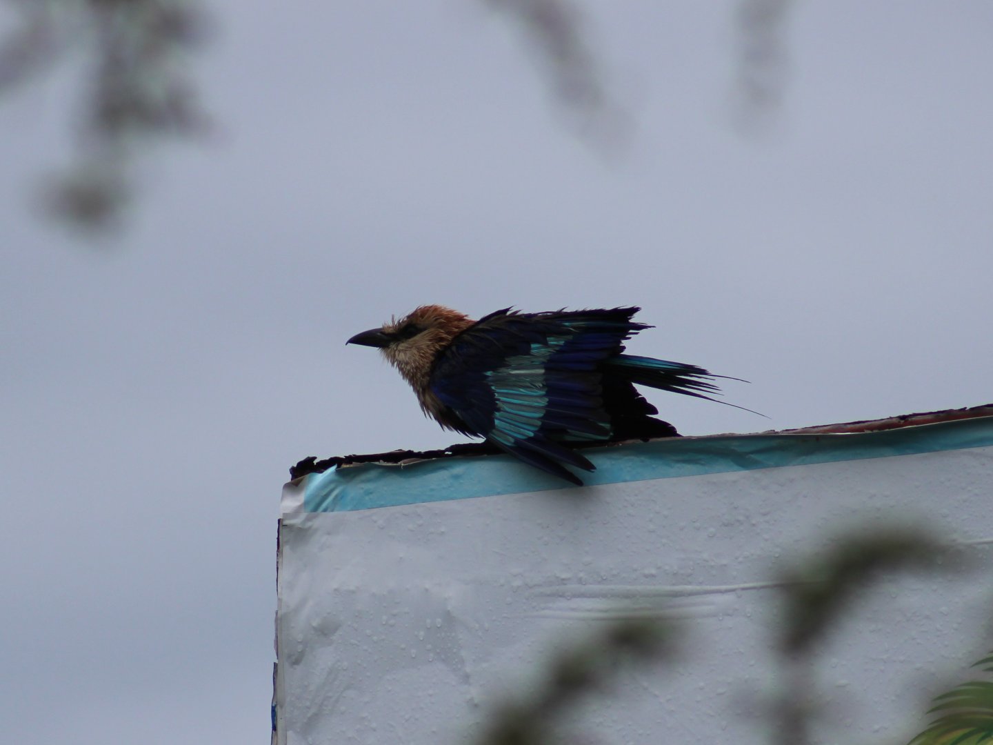 Blue-bellied roller - drying after a shower