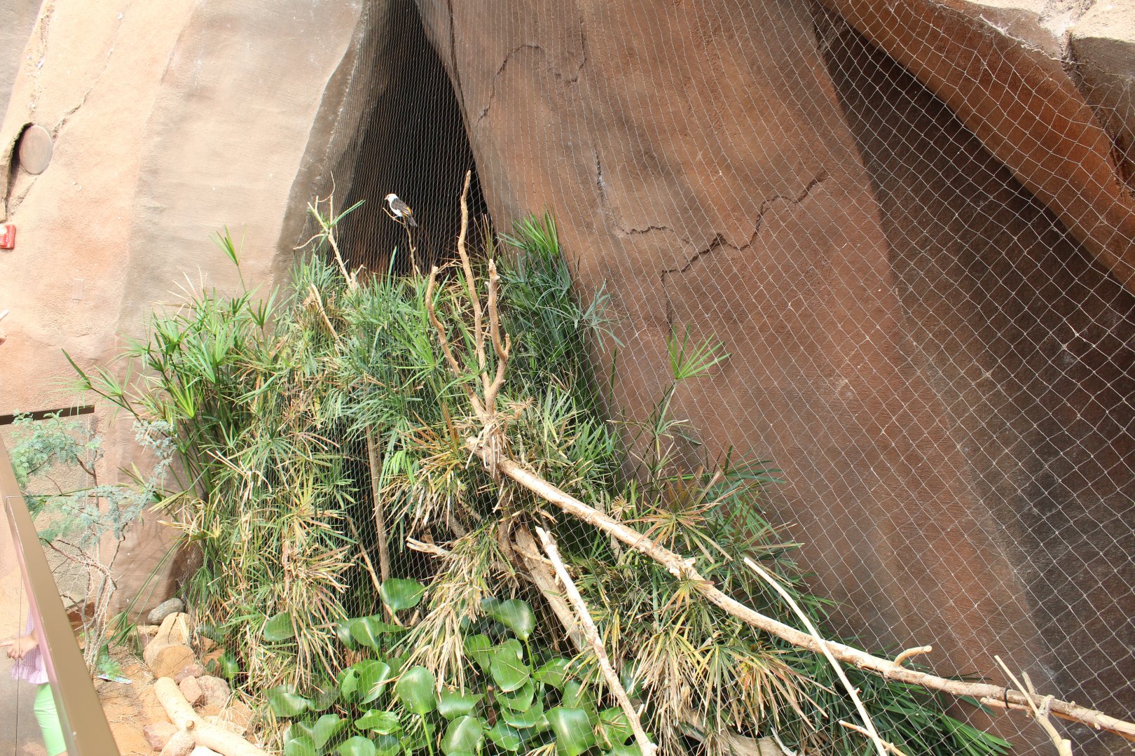 Blue-Bellied Roller Exhibit - Desert Dome