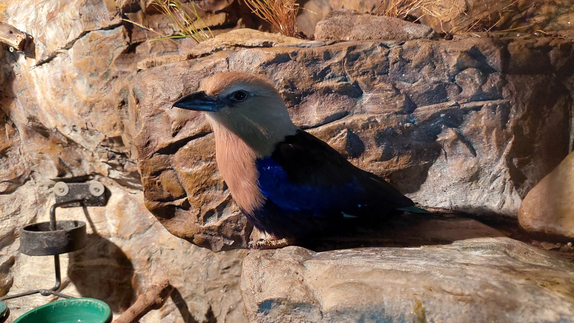 Blue-bellied Roller exhibit- Madagascar