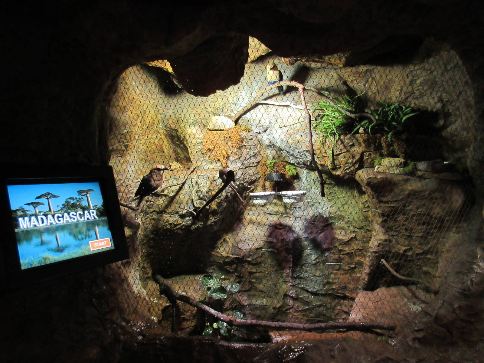 Blue-Bellied Roller Exhibit - shockingly small
