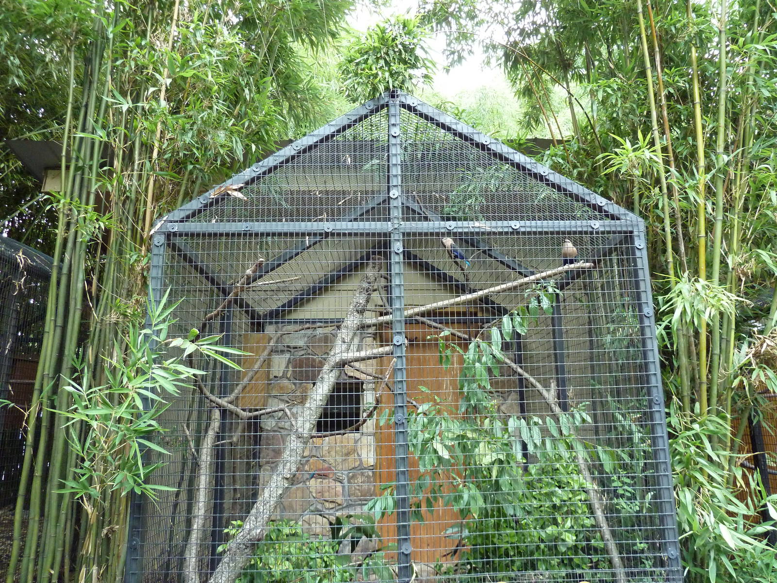 Blue-Bellied Roller Exhibit