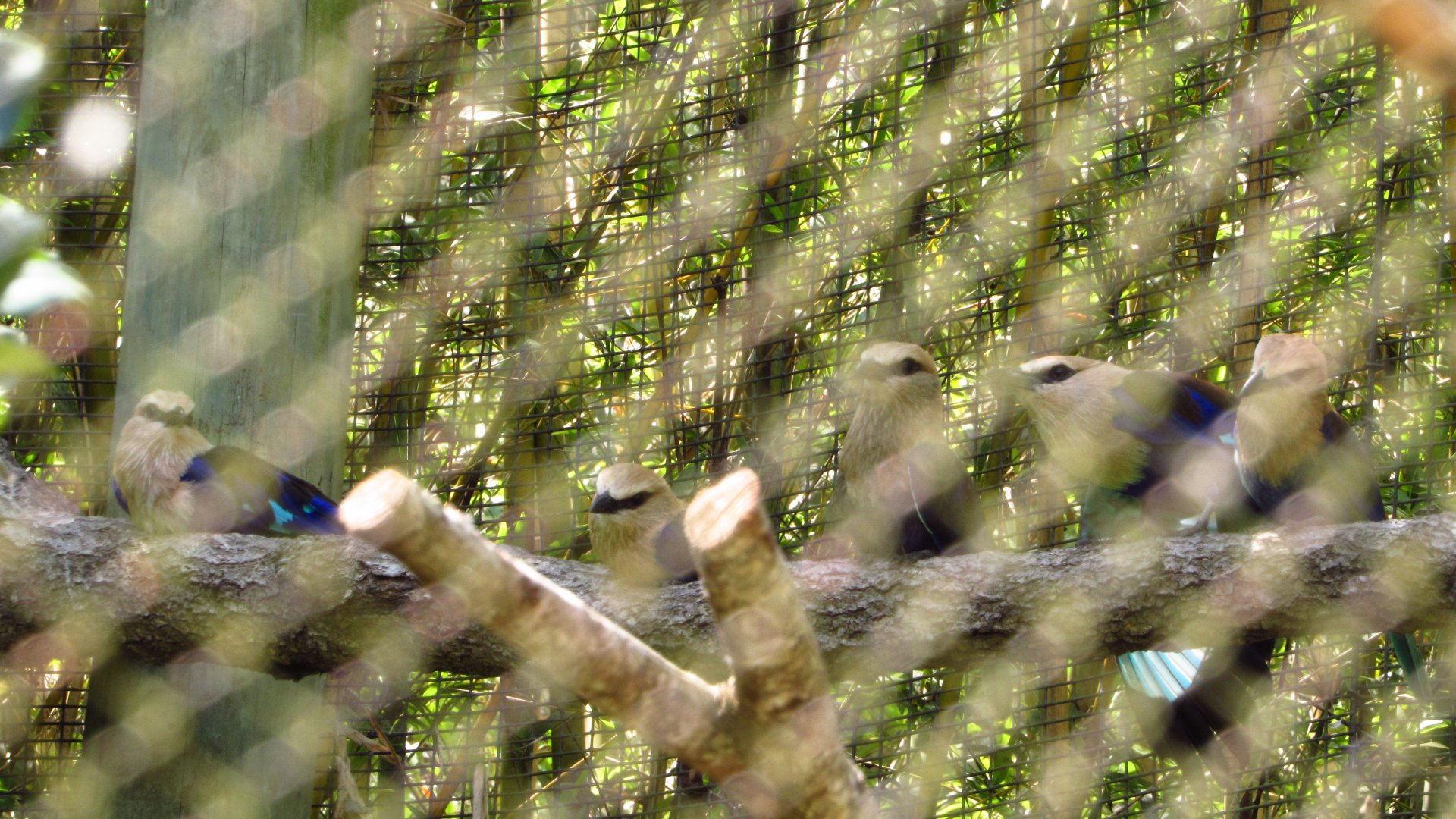 Blue-Bellied Roller Family