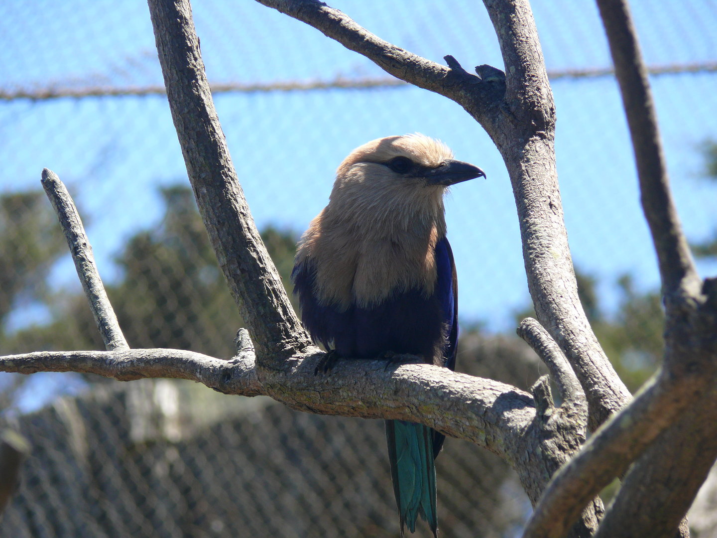 Blue-bellied Roller - July 8th 2023