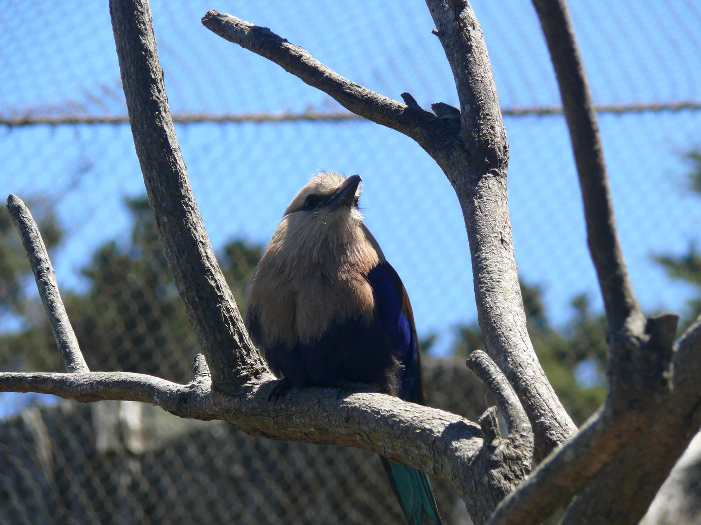 Blue-bellied Roller - July 8th 2023