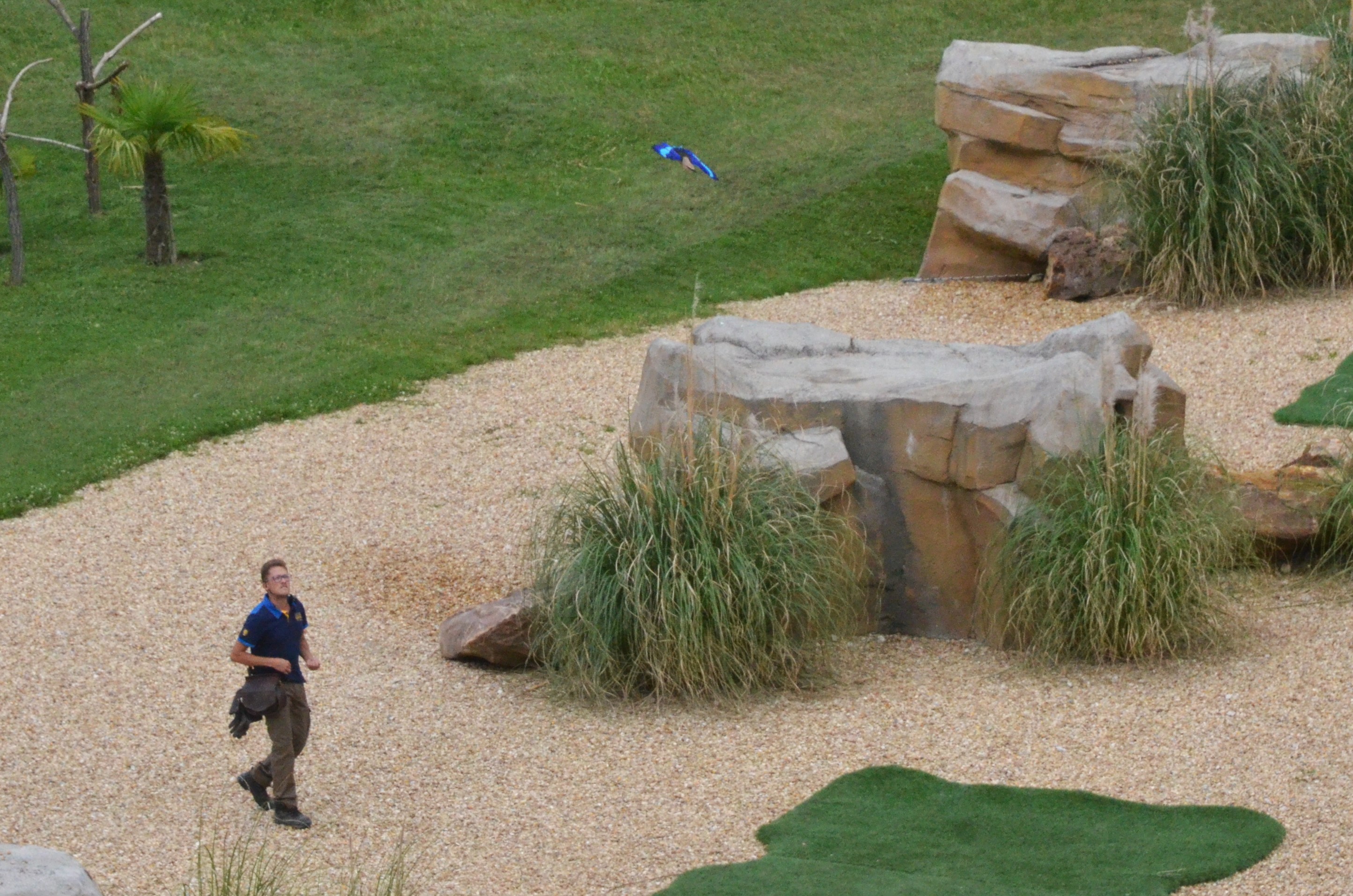 Blue-bellied Roller - Les Maîtres des Airs at Beauval, 12/06/18
