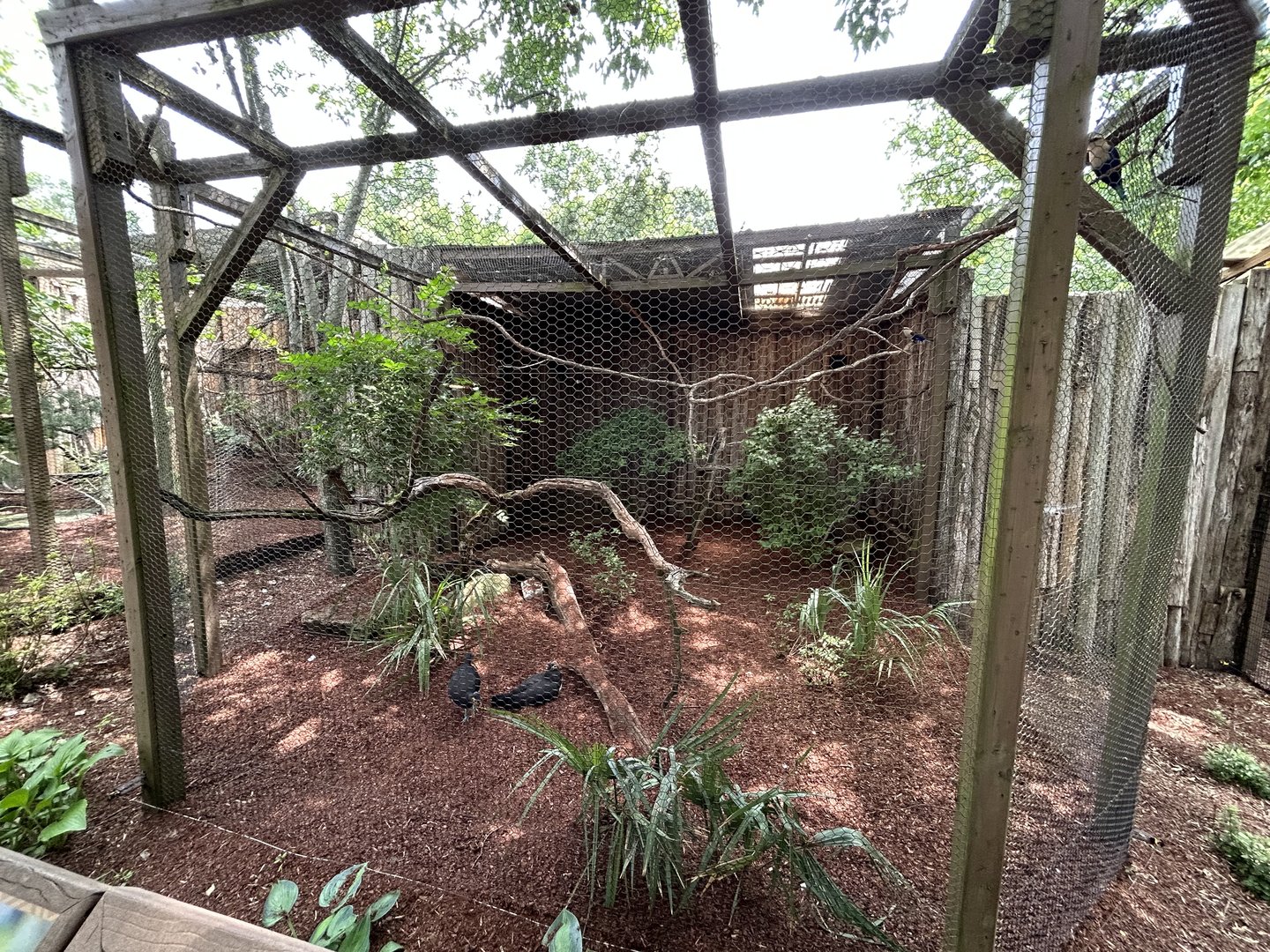 Blue-bellied Roller & Maleo Aviary
