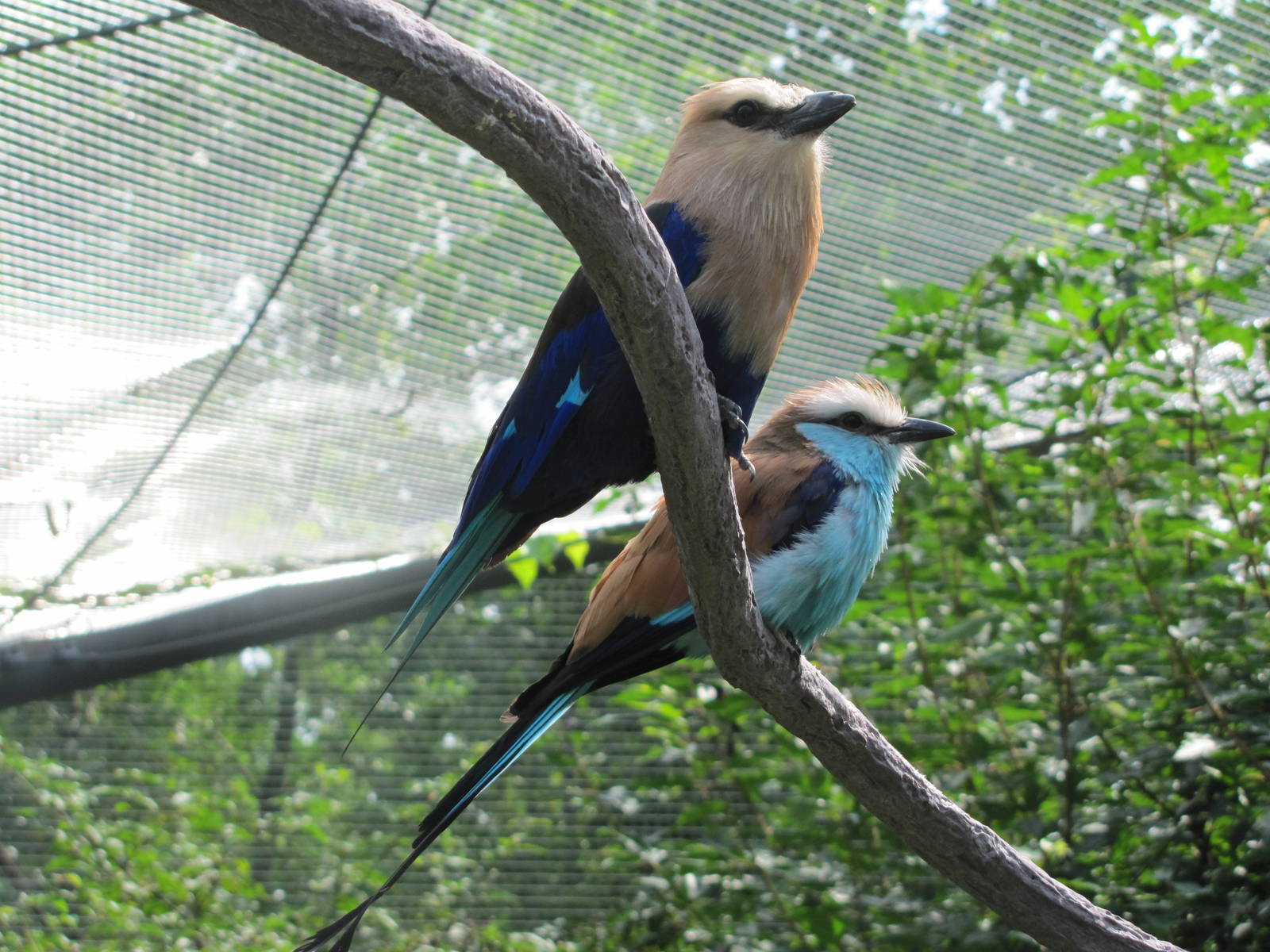 Blue-Bellied Roller & Racket Tailed Roller