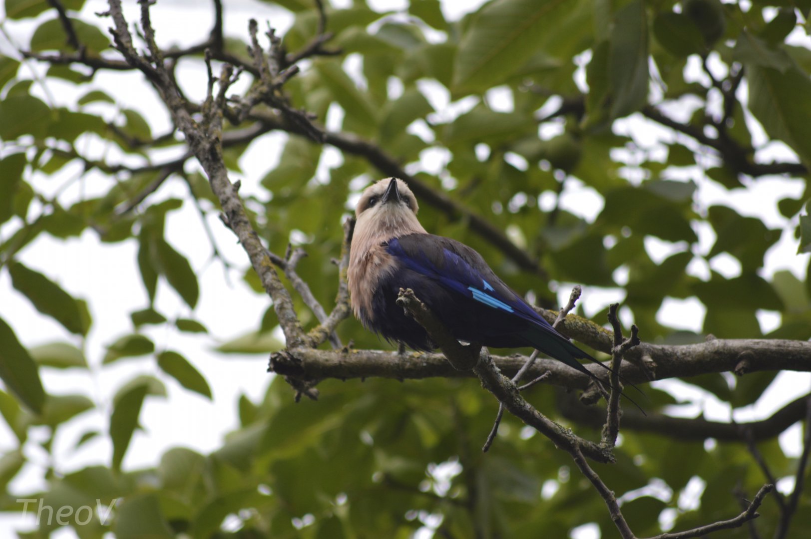 Blue-bellied roller - Sanctuaire des okapis [2020]