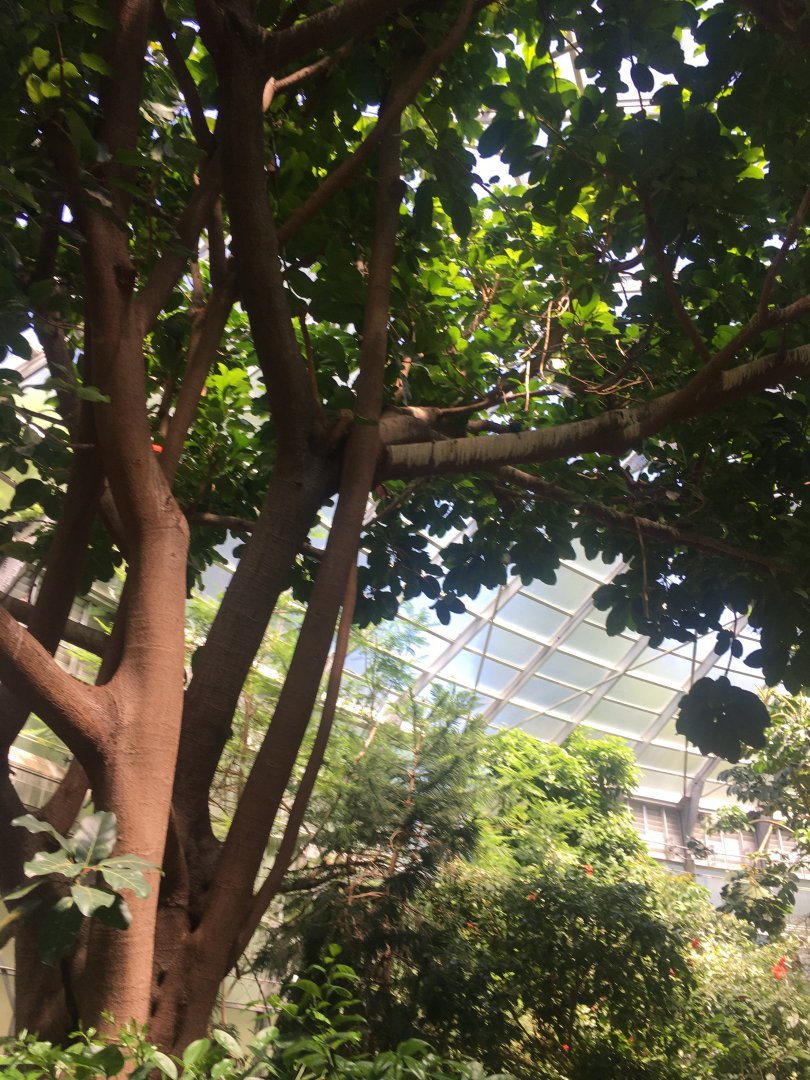 Blue-Bellied Roller (Sorry it’s hard to see)