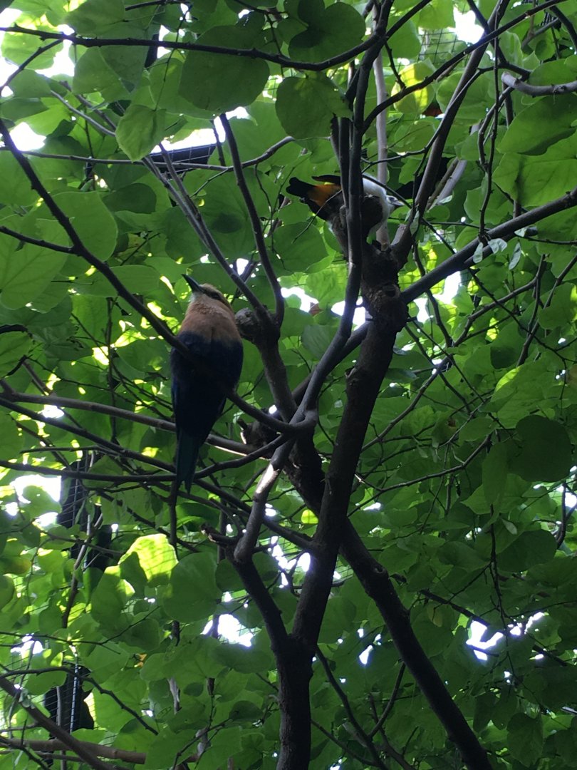 Blue-Bellied Roller/White-headed Buffalo Weaver