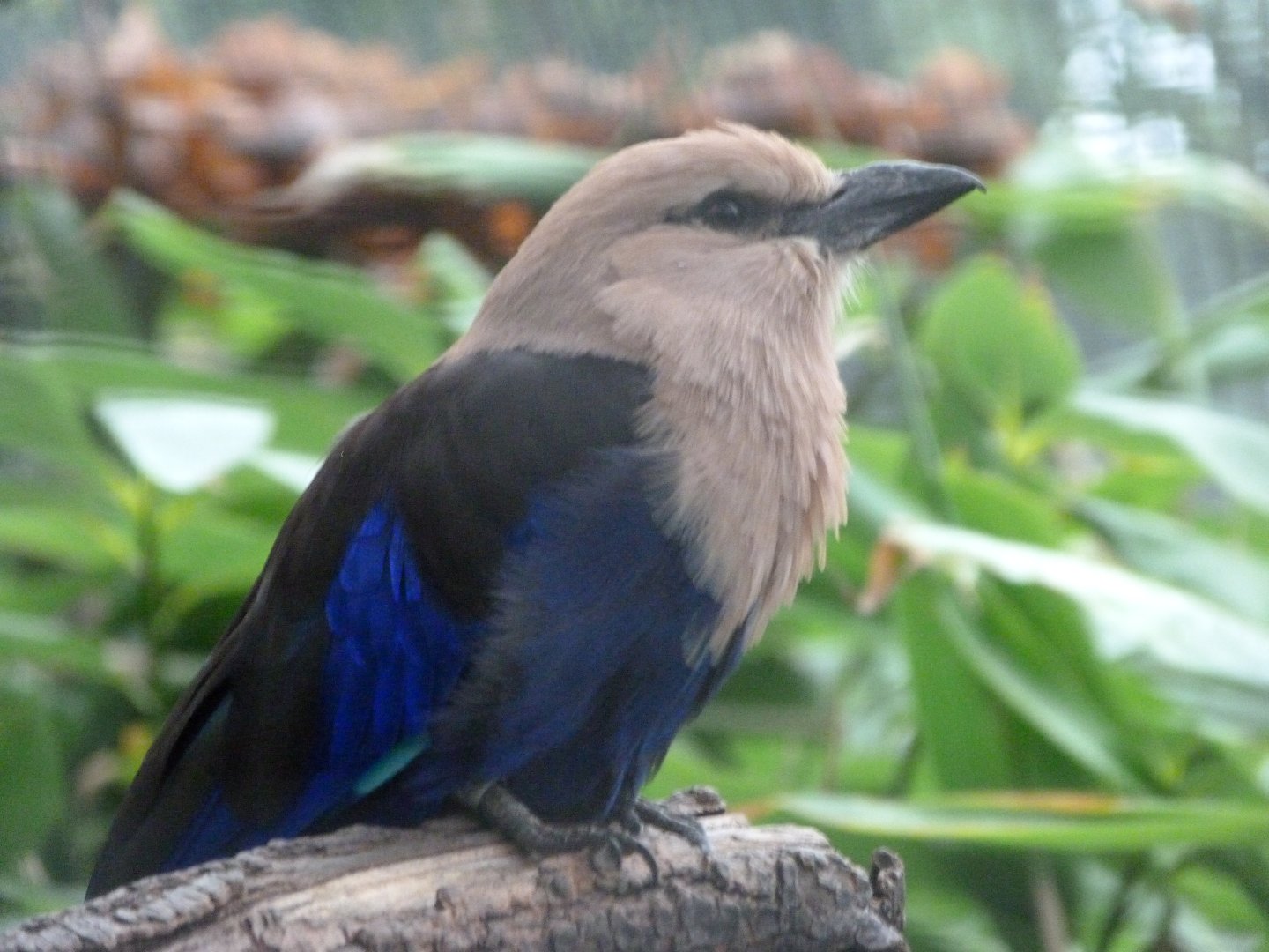 Blue-bellied roller -Zoologischer Garten Berlin (2024)