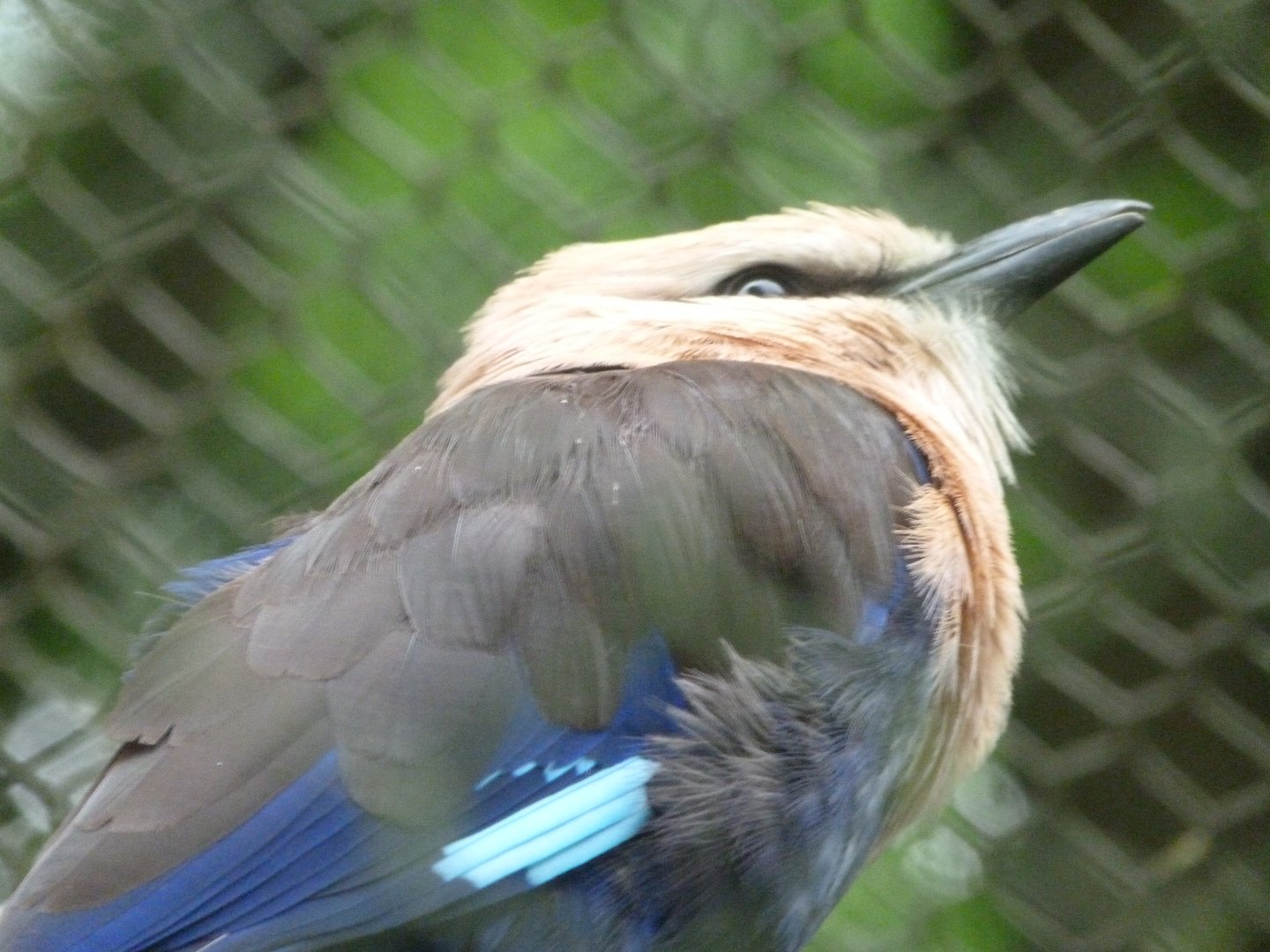 Blue-bellied roller -ZooParc de Beauval (2025)