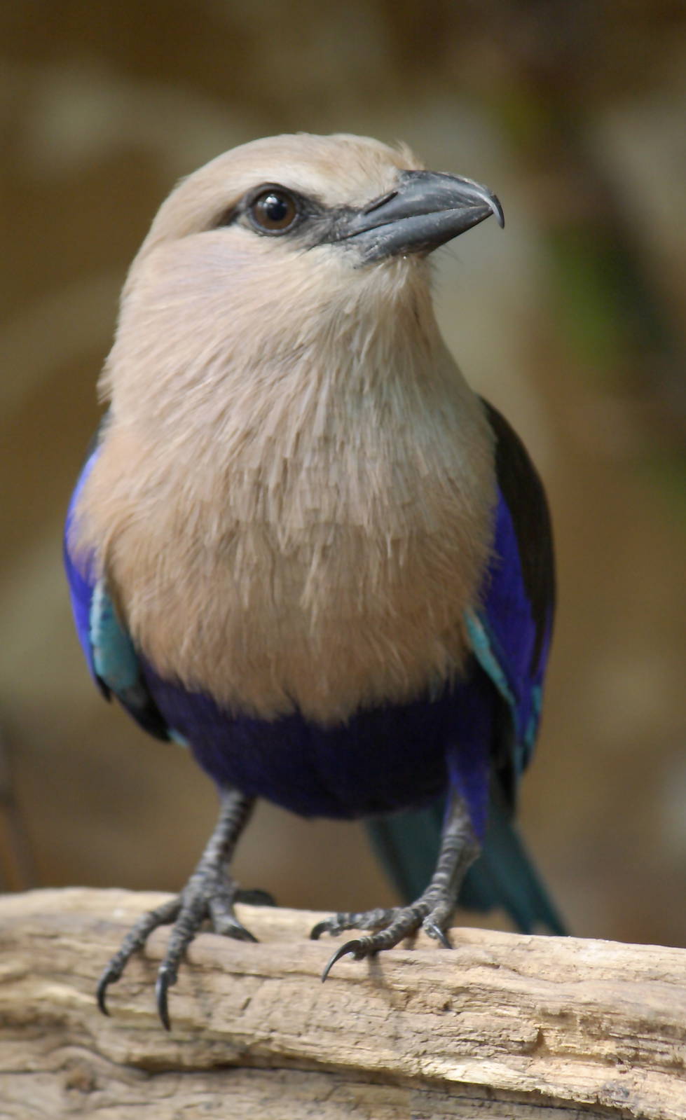 Blue-bellied roller