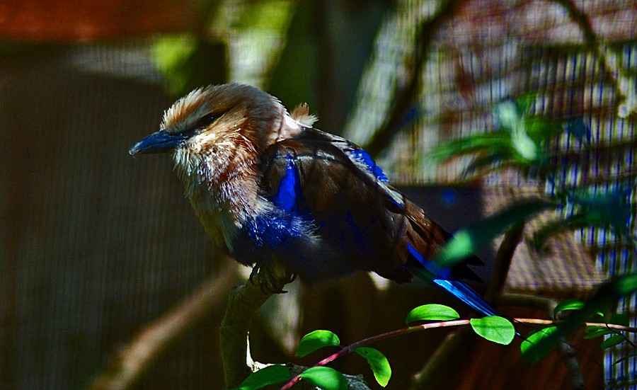 Blue Bellied Roller