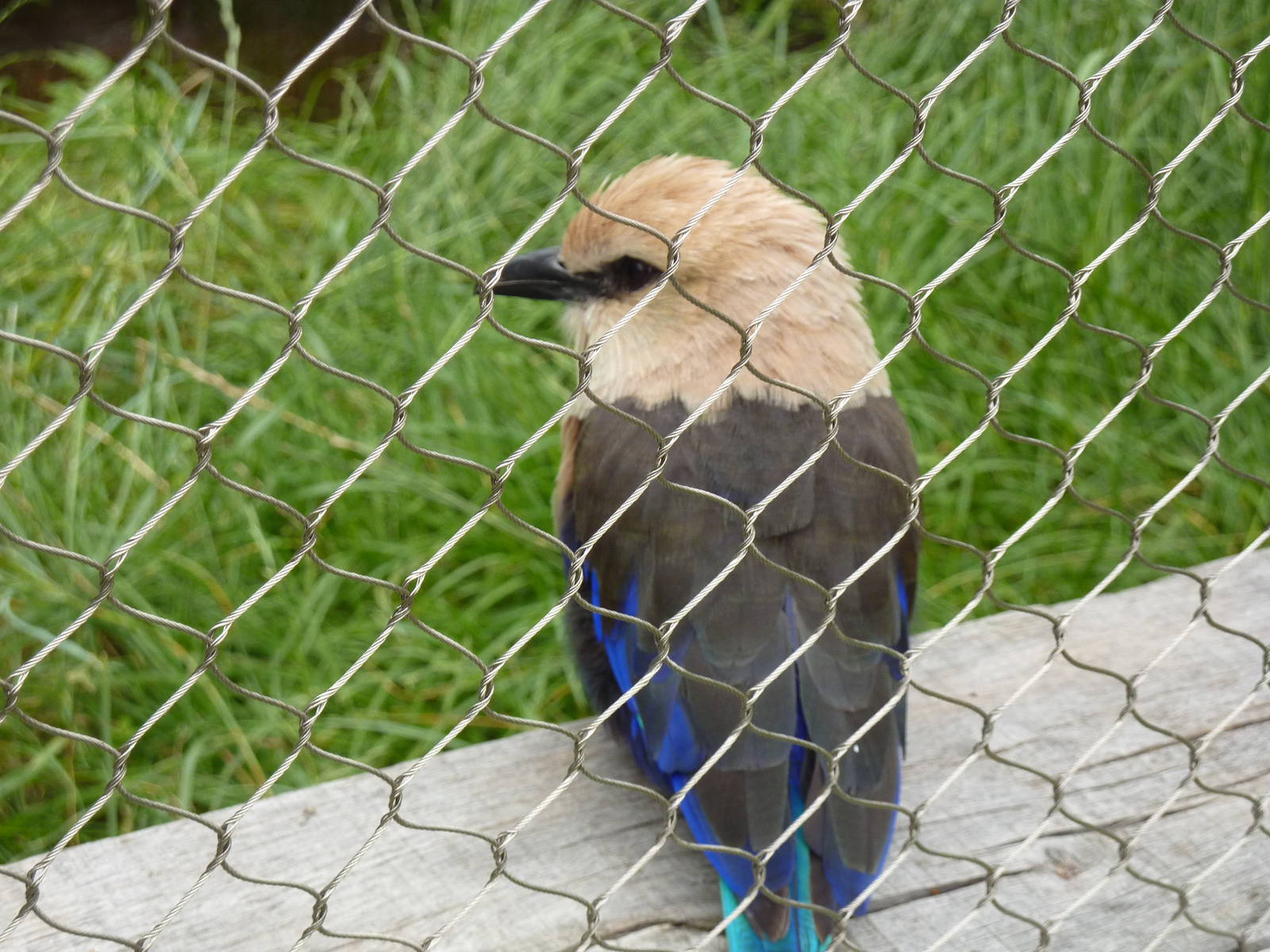 Blue-bellied roller