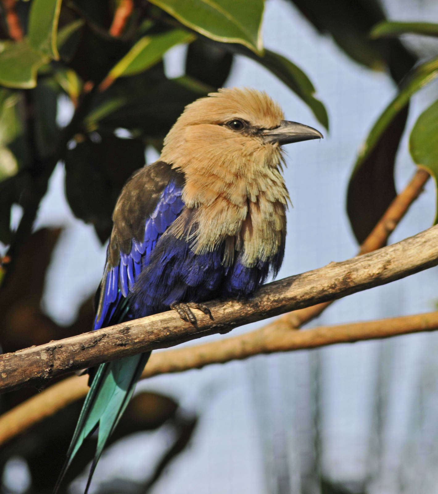 blue bellied roller