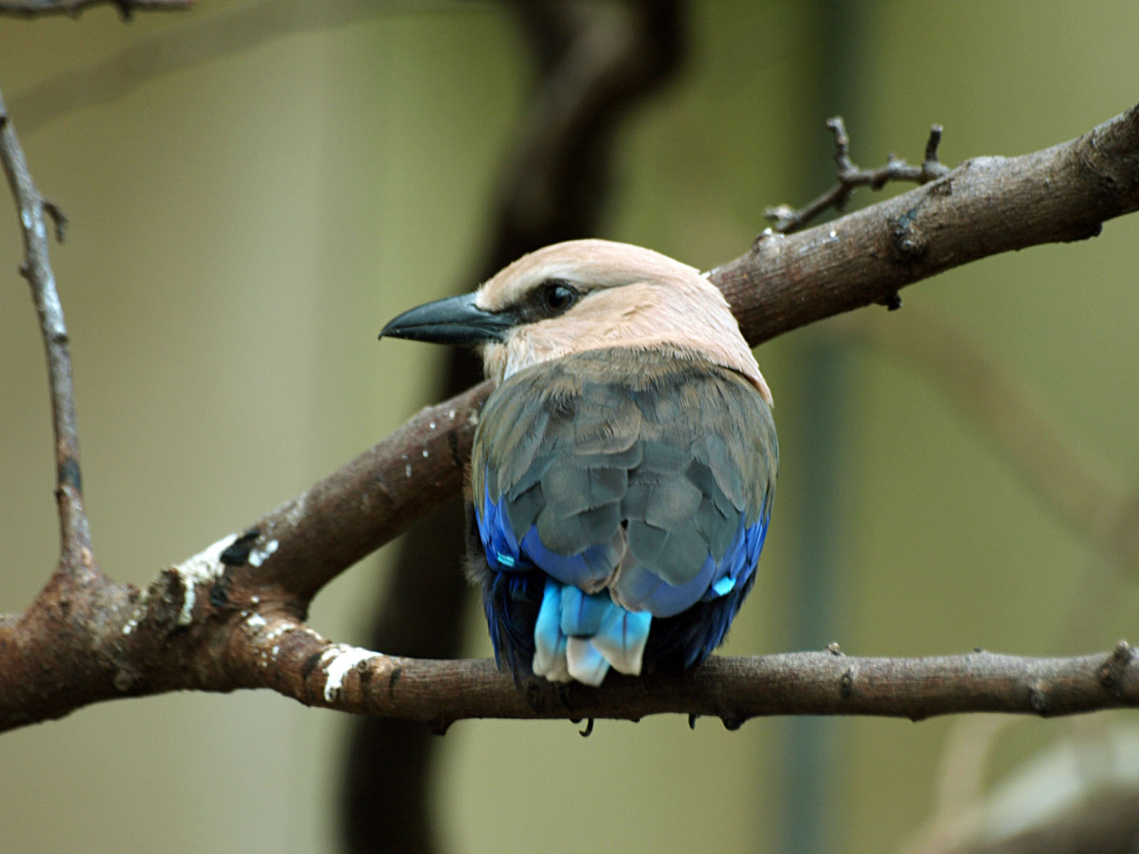 Blue-bellied roller