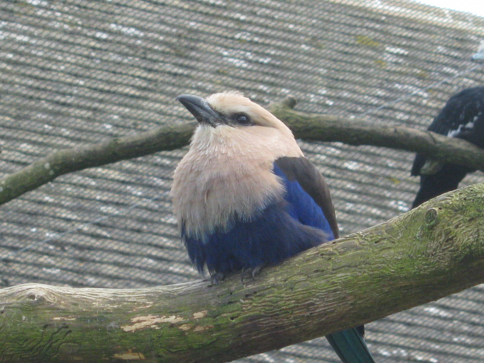 Blue-Bellied Roller.
