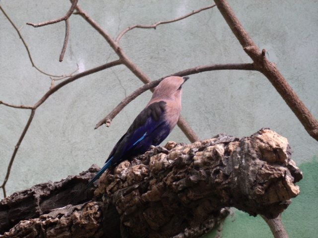 Blue-Bellied Roller