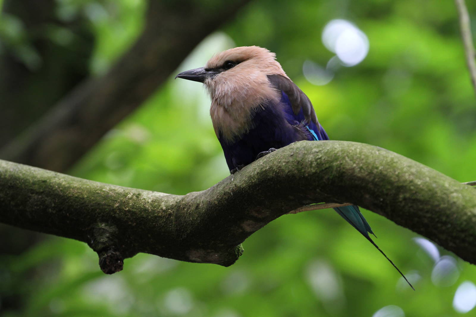 Blue-bellied Roller