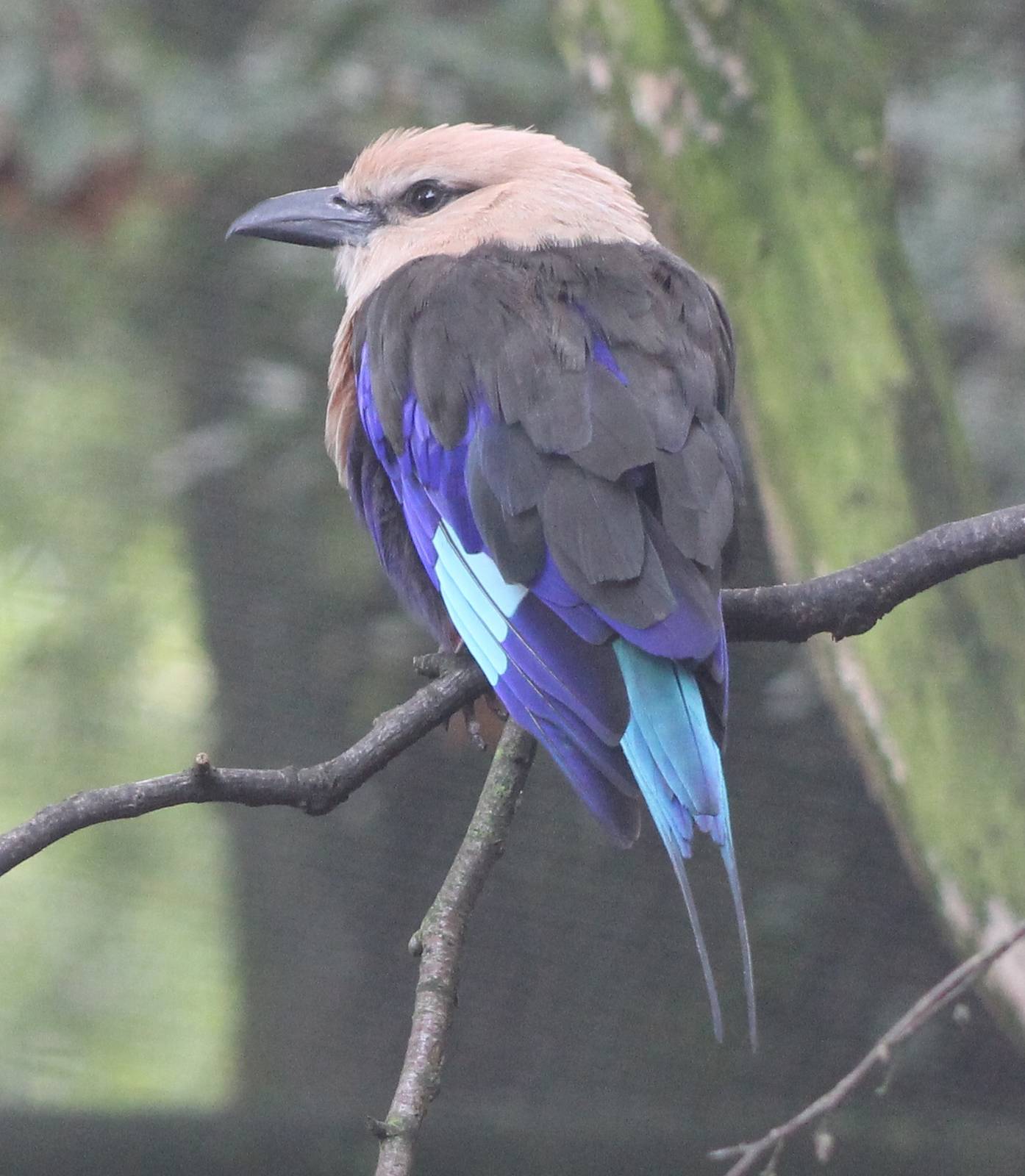 Blue-bellied roller