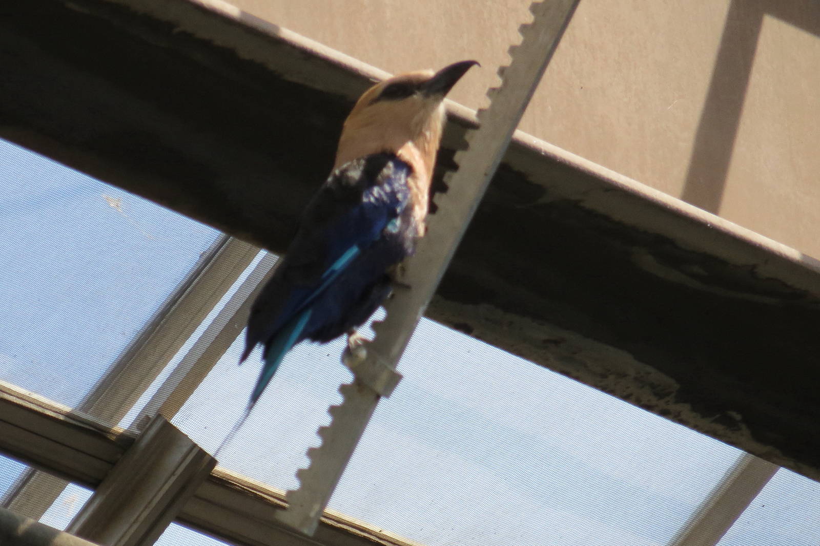 Blue-bellied Roller