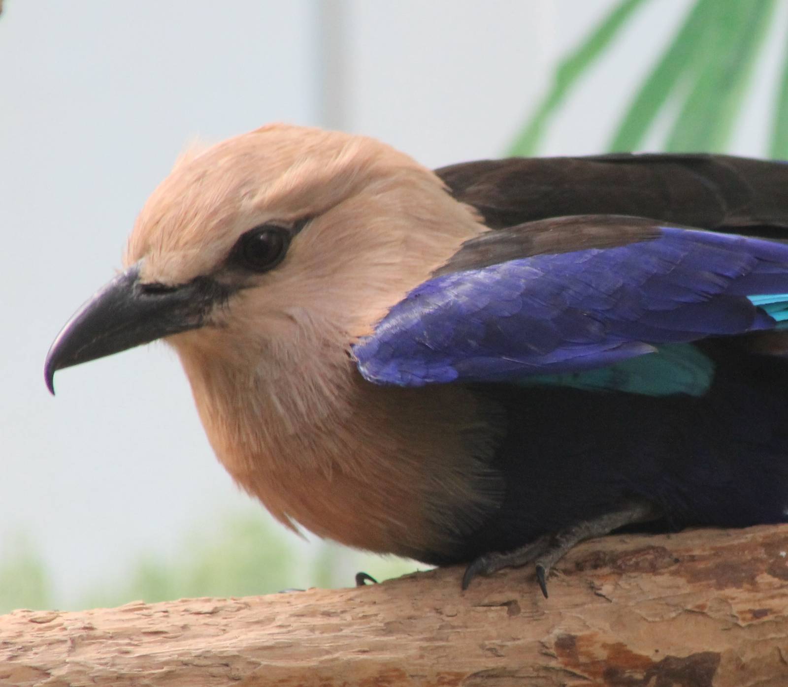 Blue-bellied roller