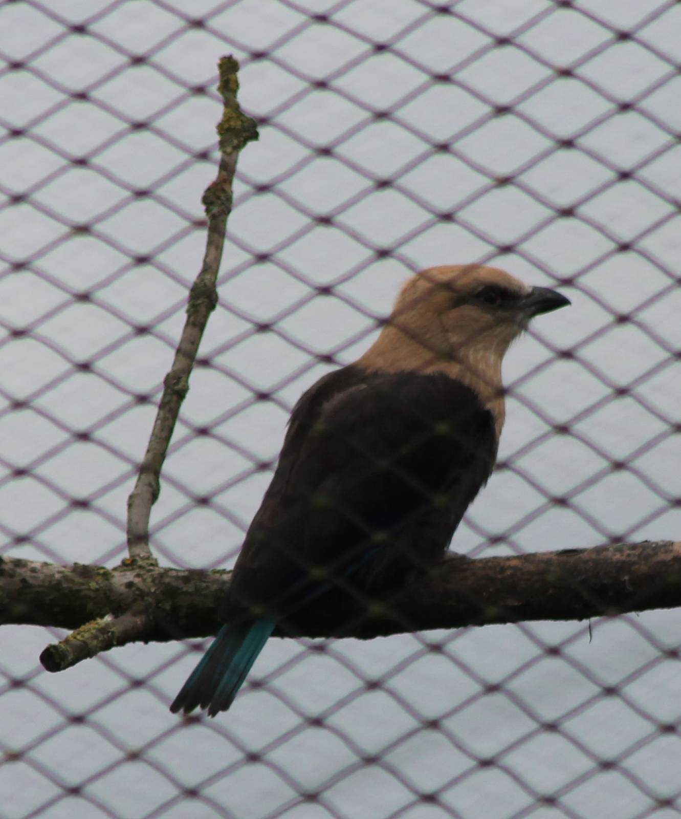 Blue-bellied roller