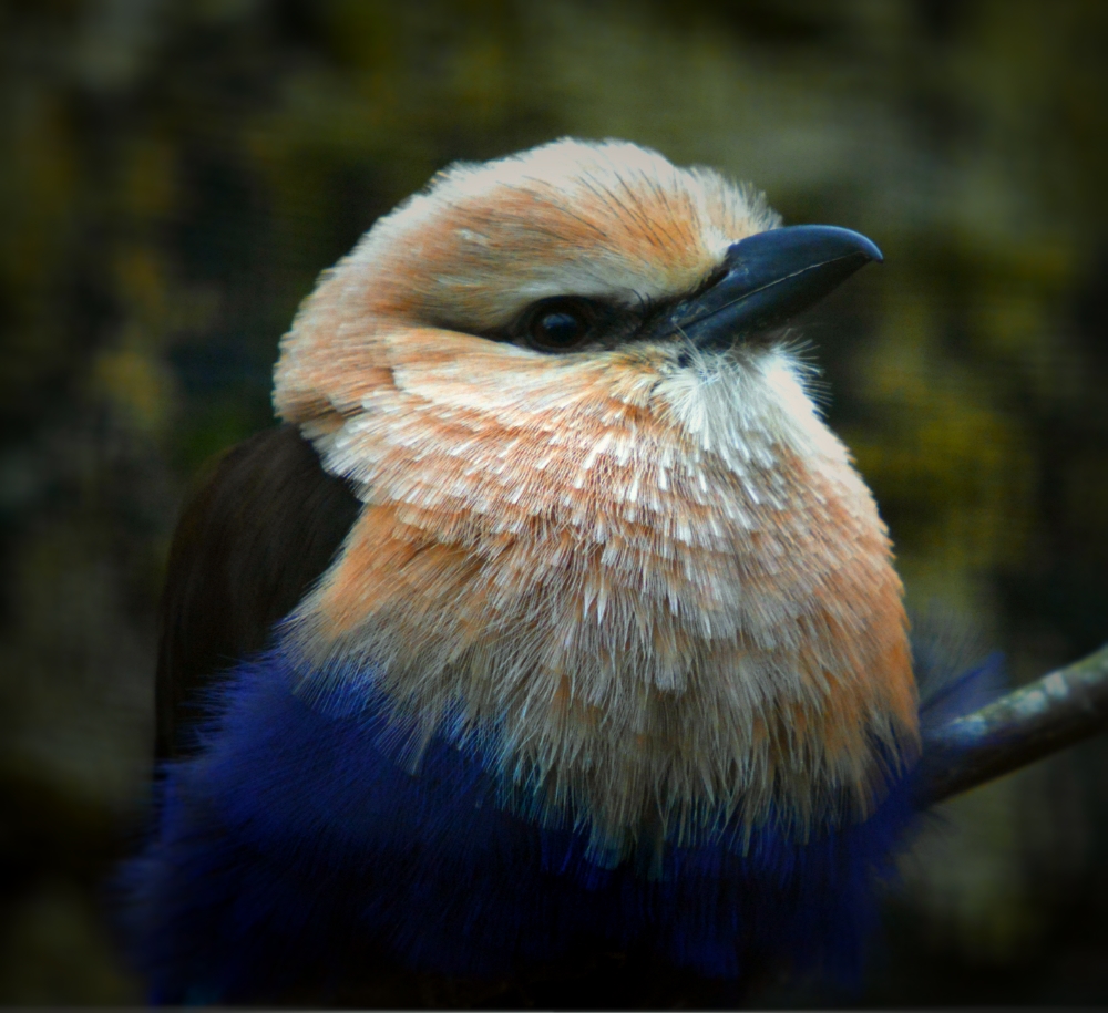 blue bellied roller