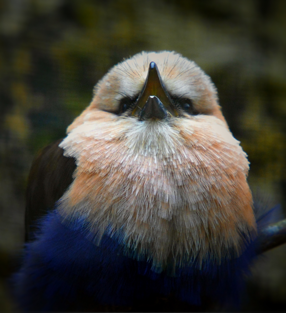 blue bellied roller