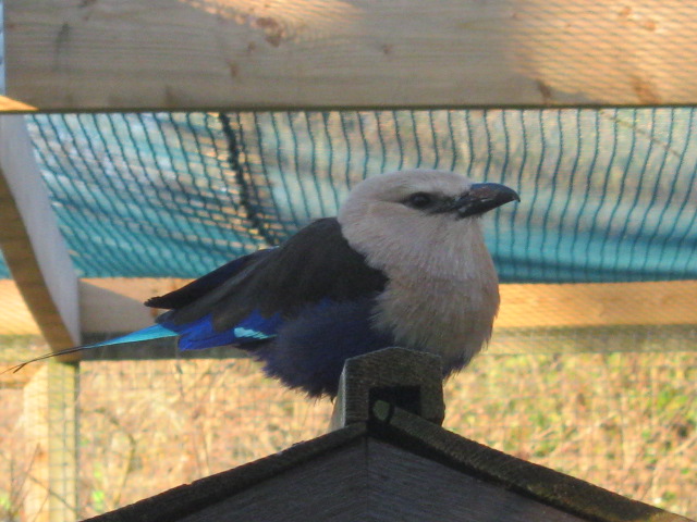 Blue-bellied Roller