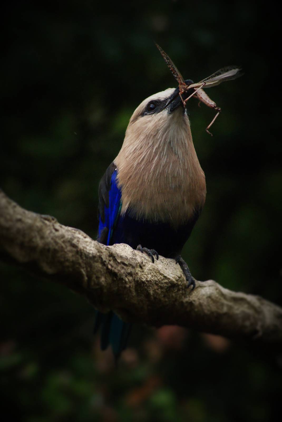 Blue-bellied roller