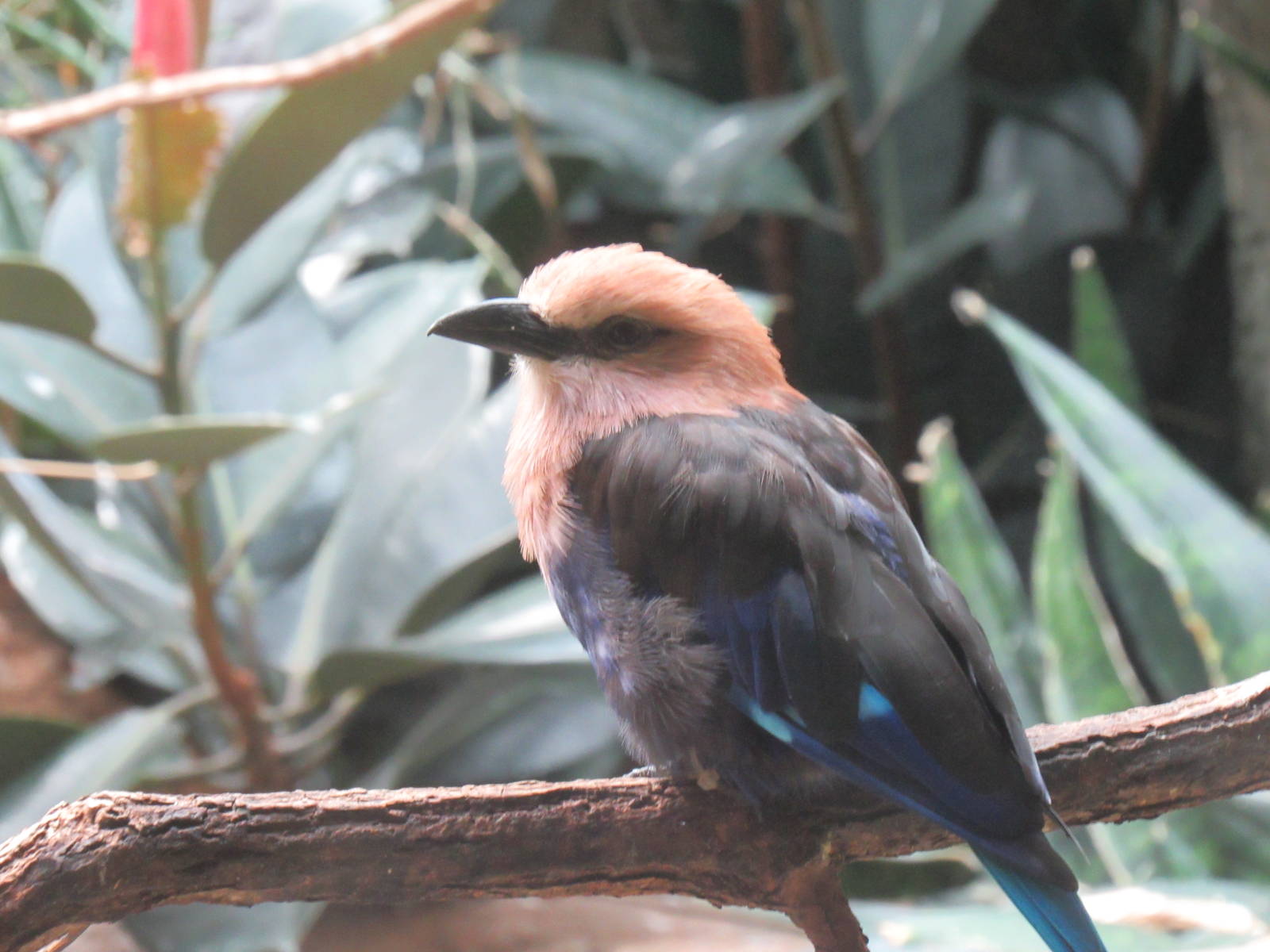 Blue Bellied Roller