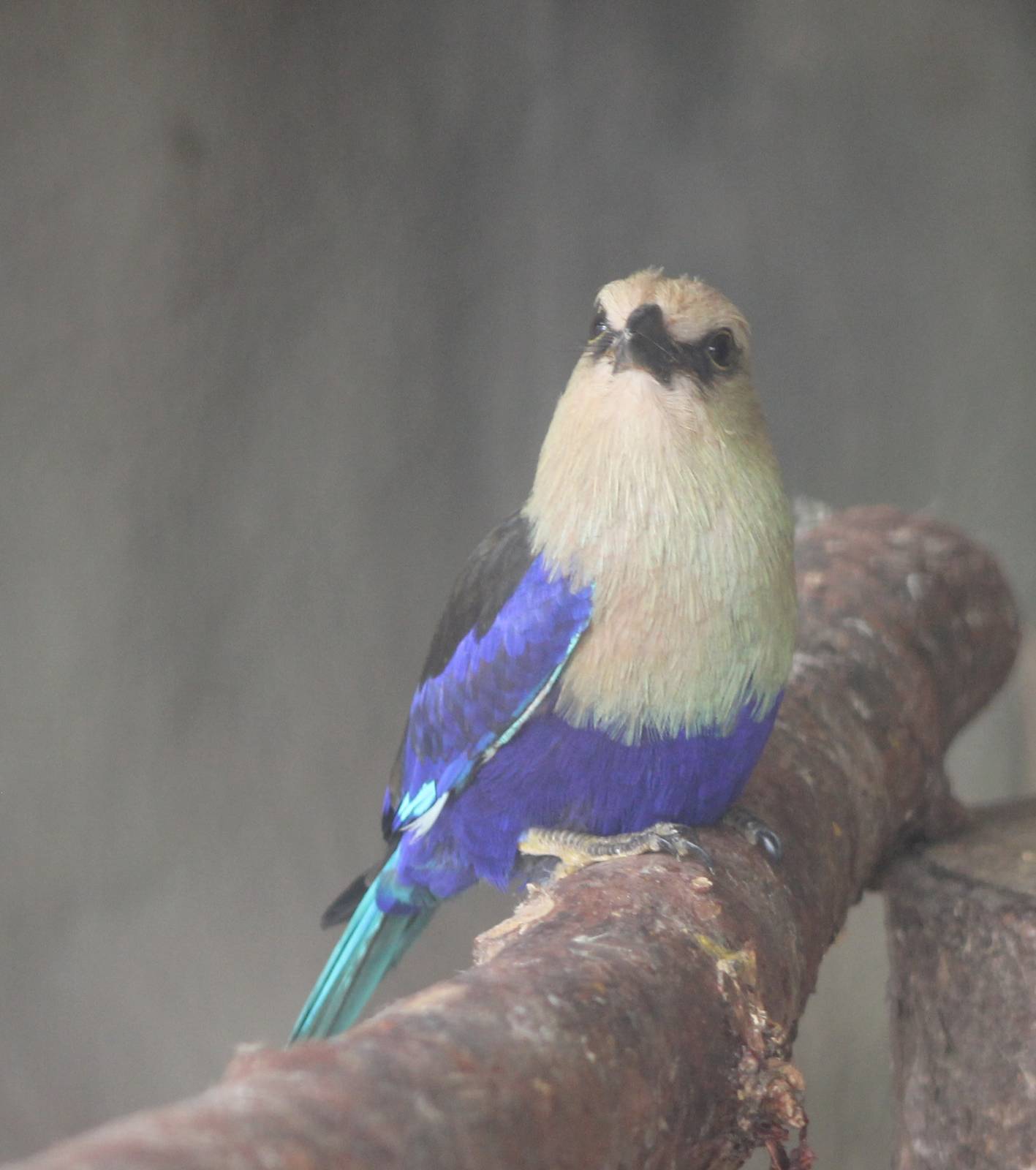 Blue-bellied roller