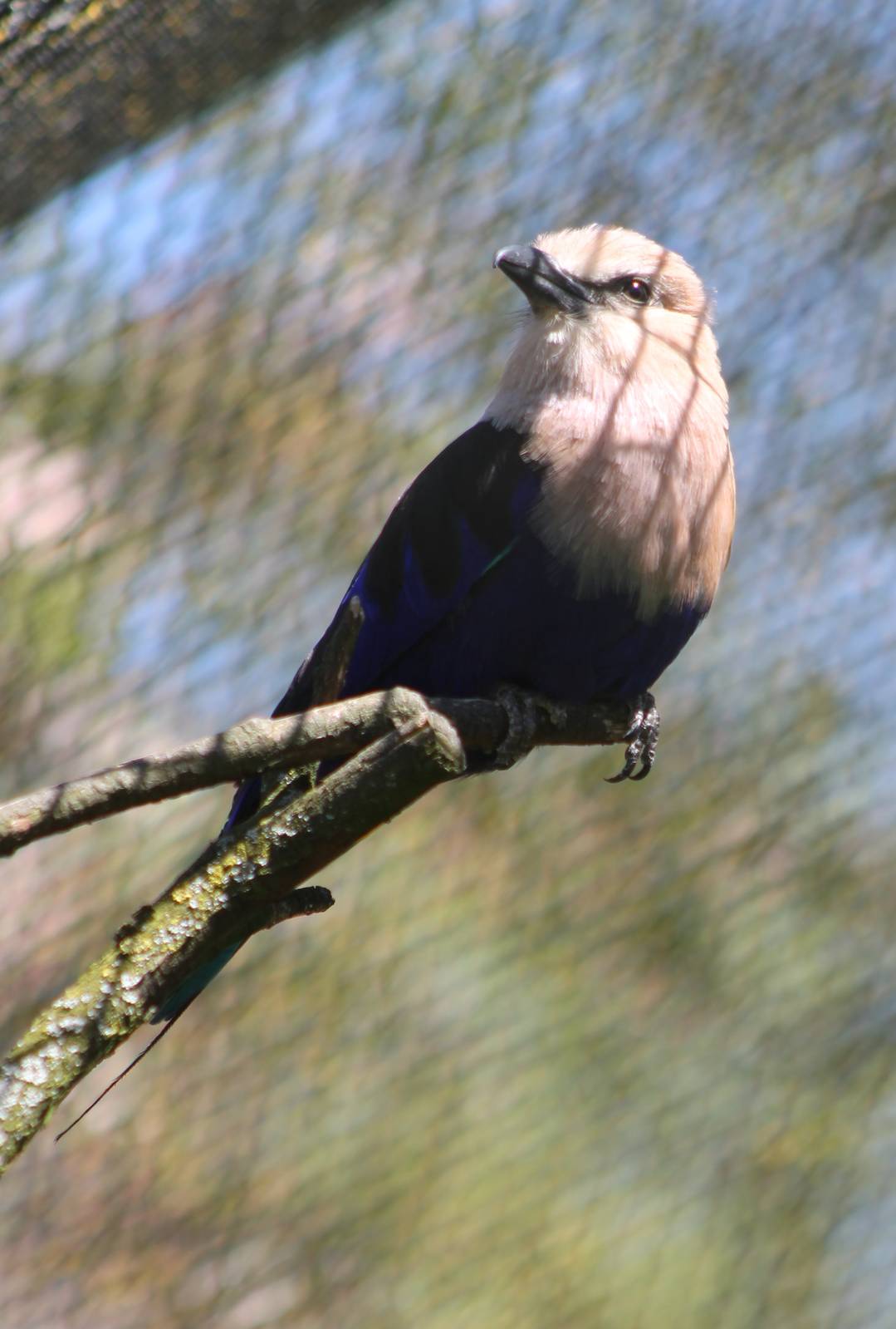Blue-bellied roller