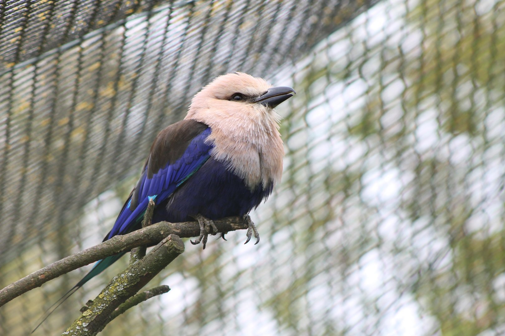 Blue-bellied roller