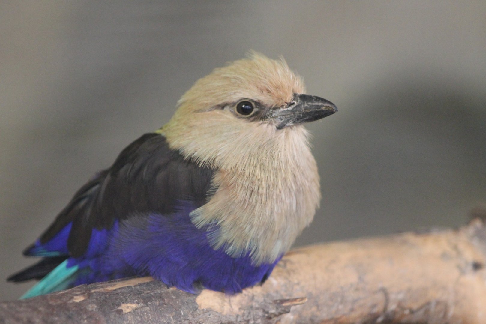 Blue-bellied roller