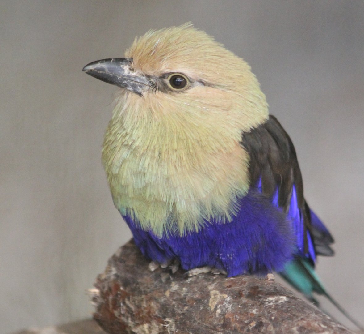 Blue-bellied roller