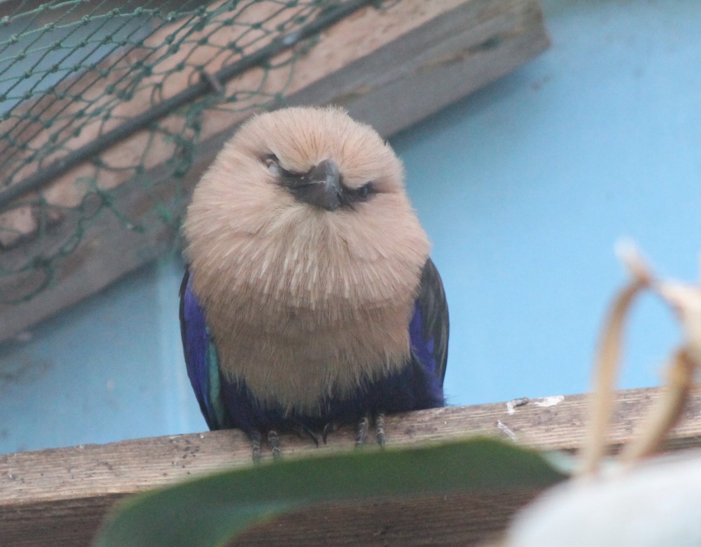 Blue-bellied roller