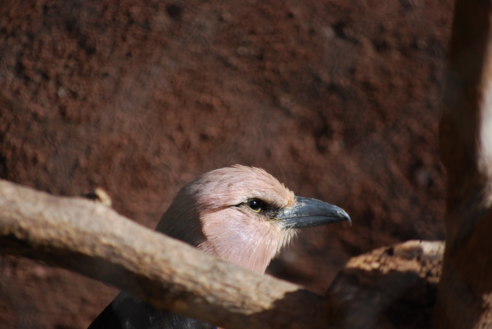 Blue-Bellied Roller