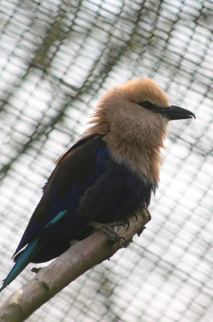 Blue-bellied roller