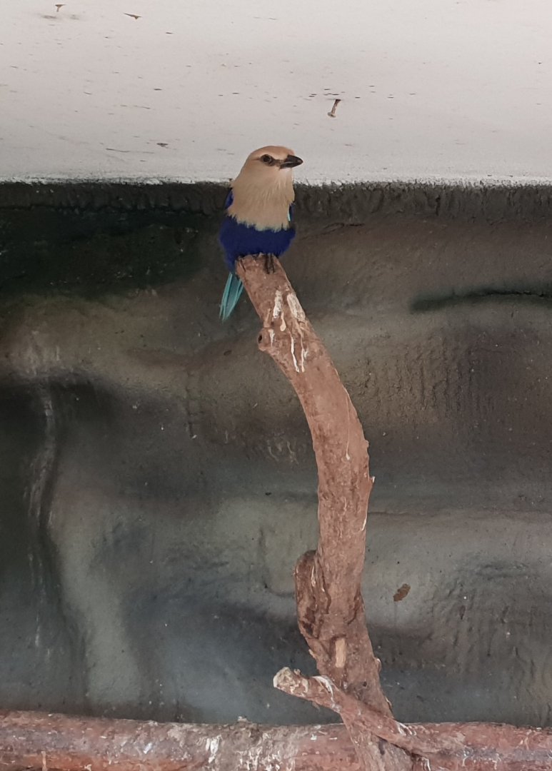 Blue-bellied roller