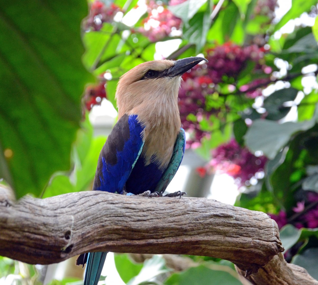 Blue bellied roller