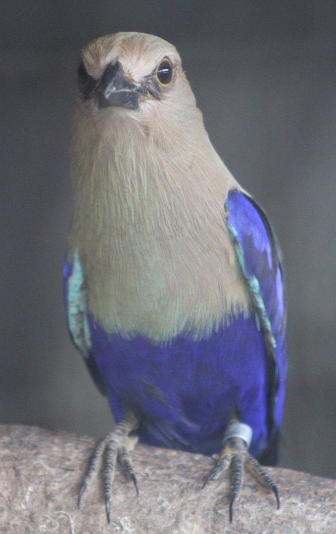 Blue-bellied roller