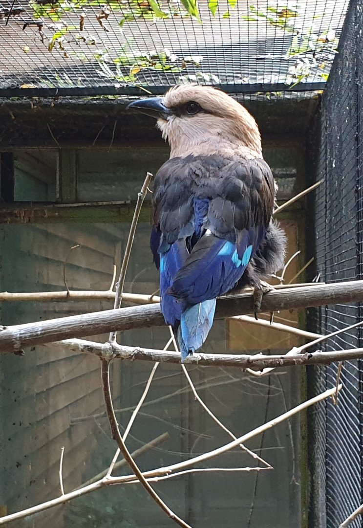 Blue-bellied roller