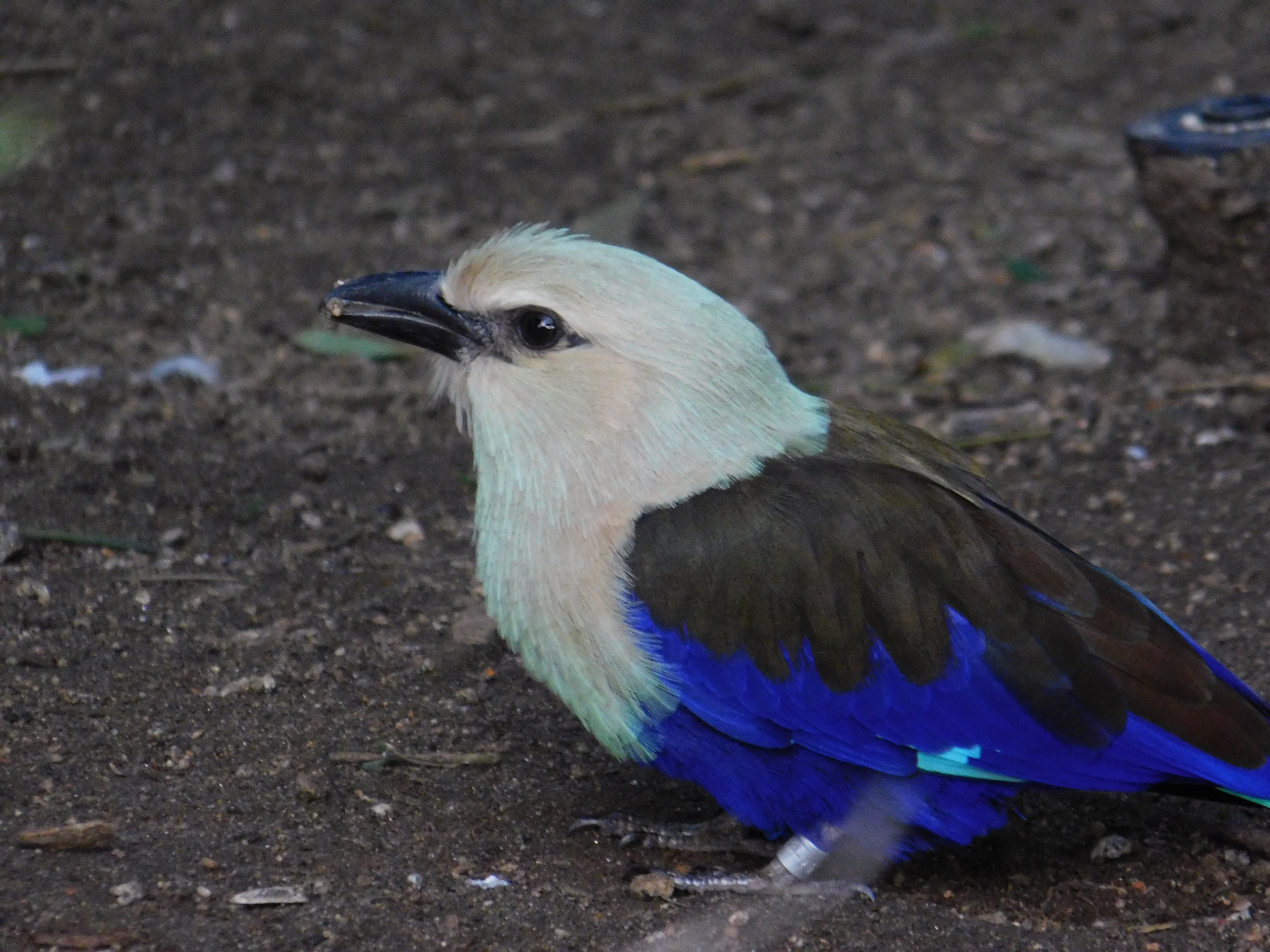 Blue Bellied Roller