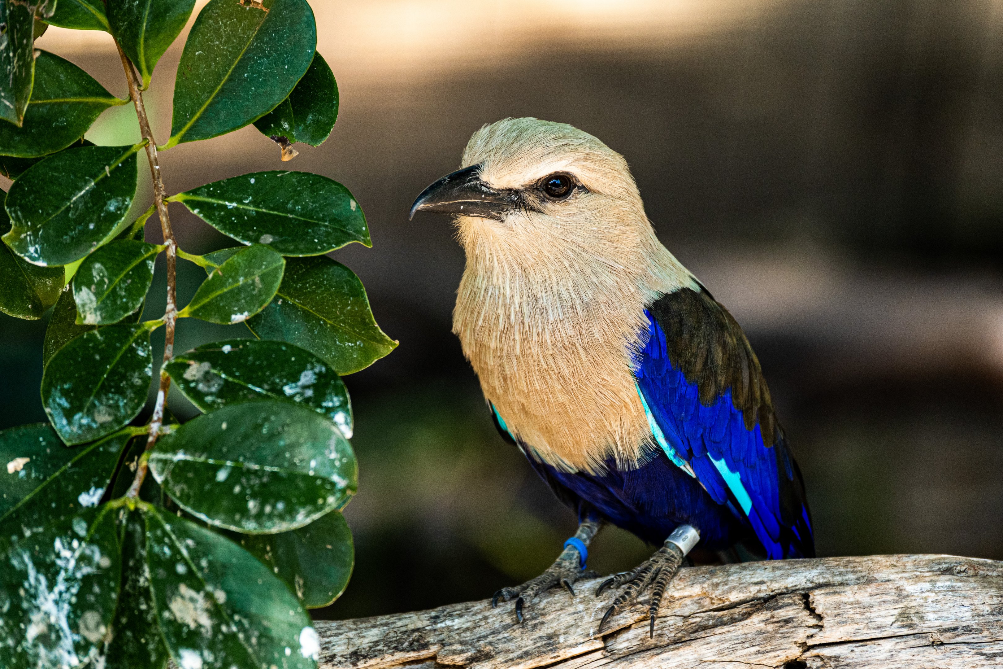 Blue Bellied Roller