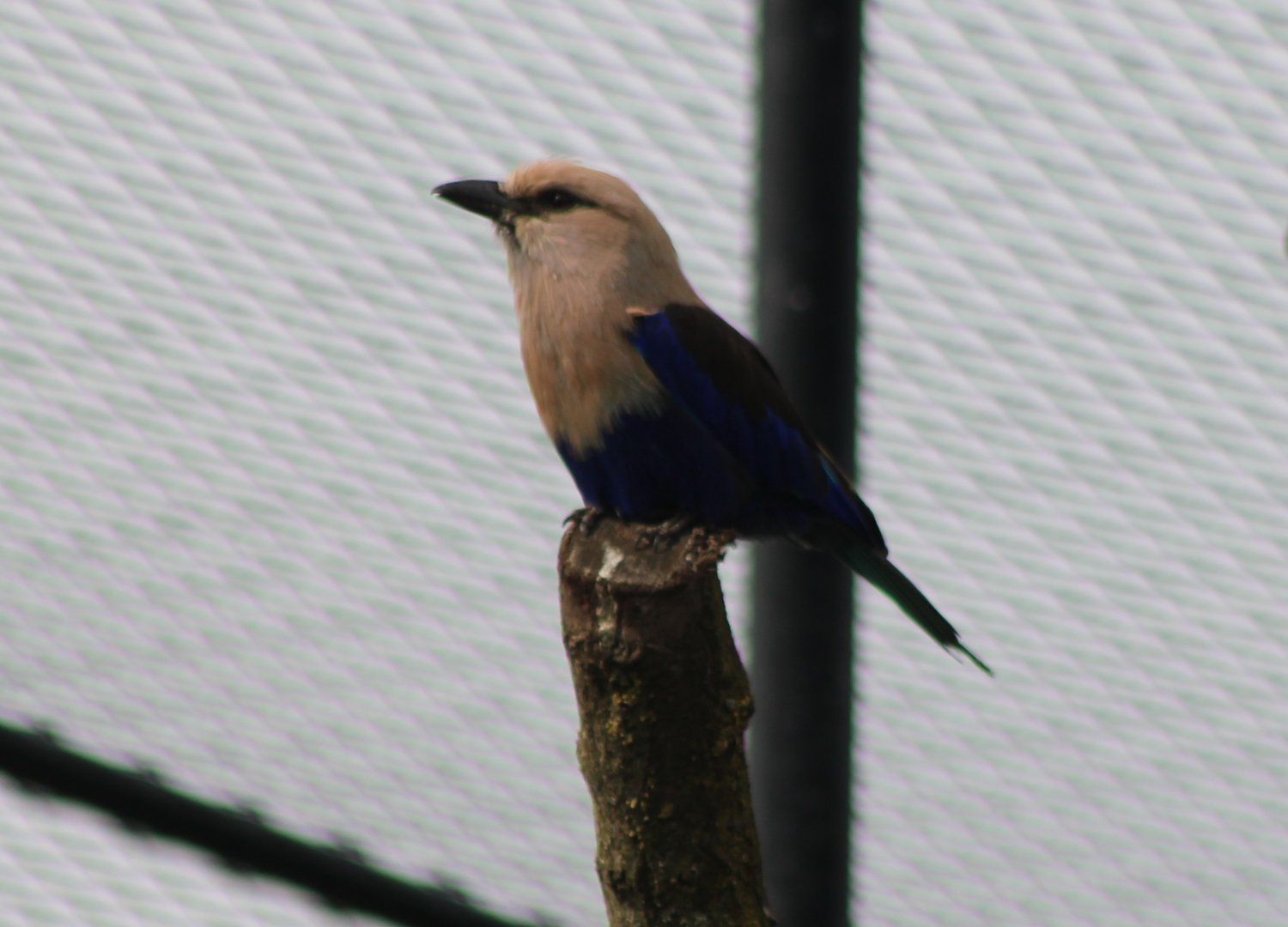 Blue-bellied roller
