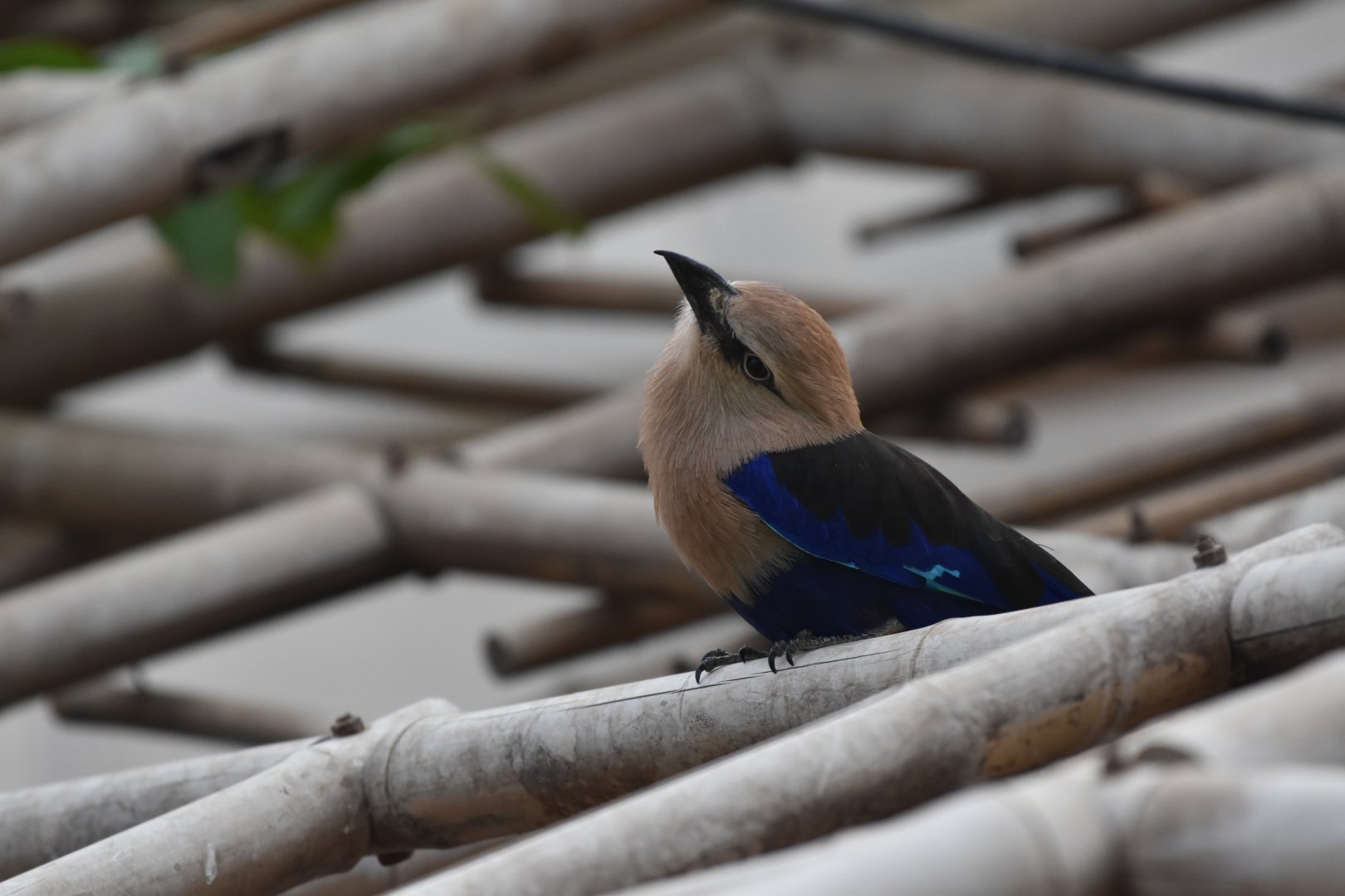 Blue-bellied roller